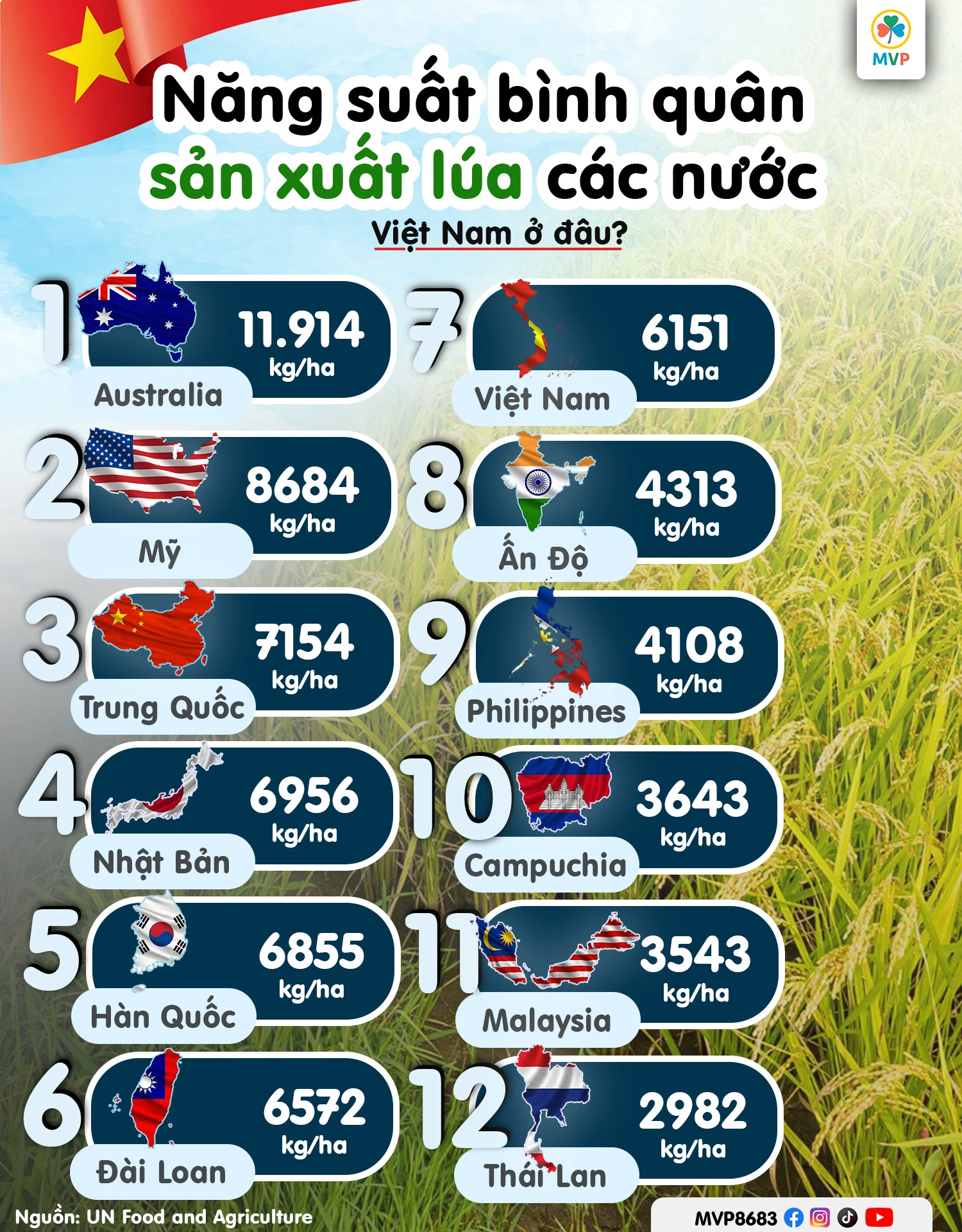 Hình ảnh cánh đồng lúa và biểu đồ năng suất lúa gạo toàn cầu